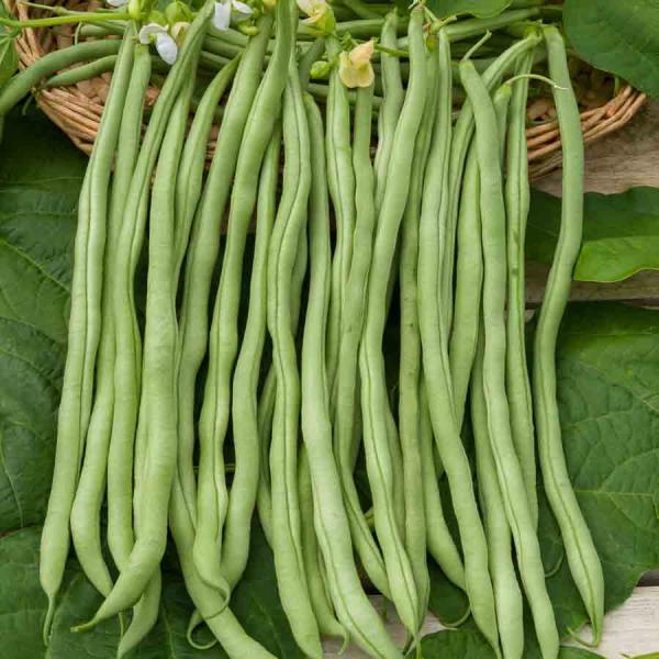 Légumes Secs - Haricot Grimpant Vert Fortex (Obtention I.N.R.A.) - 20 m - face recto